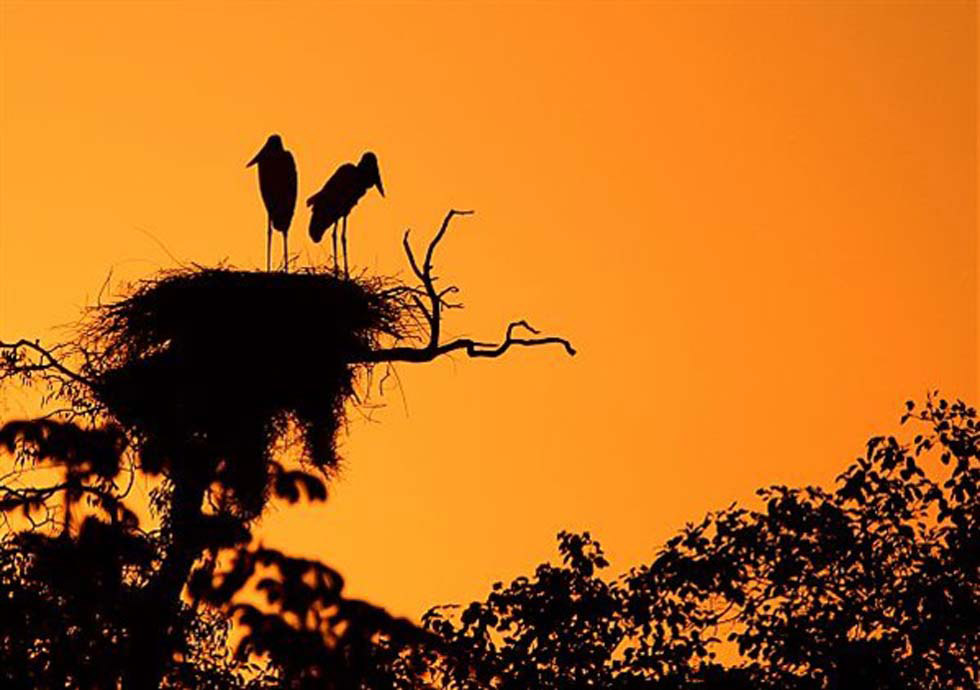 Le Pantanal, la plus belle biodiversité de la planète